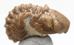 TRILOBITE Fossil Specimen Mineral KAINOPS Devonian Sea Life Natural OKLAHOMA - Picture 1 of 4