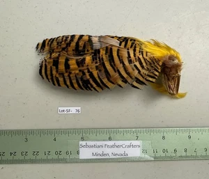 Sebastiani Golden Pheasant Head/Cape/Tippets Crest Lot-SF 76 - Picture 1 of 4