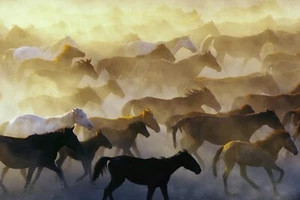 Wild horses By Emir Bagci Horse Photography Giclee Art Print Ships Free - Picture 1 of 4