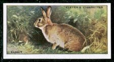 Players Cigarette 1939 Animals of the Countryside Card#21 Rabbit