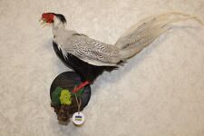 #0137 Silver Pheasant (Lophura Nycthemera) Taxidermy Wall Mount