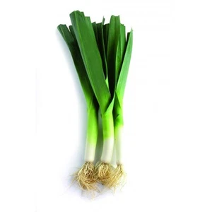 200 Carentan Leek Seeds Organic Method Plants Vegetables Antique Vegetable Garden - Picture 1 of 2