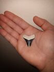 BABY🔥🔥BONE VALLEY MEGALODON TOOTH!!! 