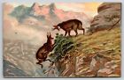 Mountain Chamois Goats Rutting Dominance Death Fight Scene Art Postcard Unposted