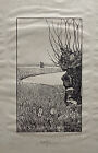 Grafika drzeworyt Elisabeth Kellermann 1892 - 1979 Holstein Stara wierzba na brzegu