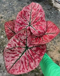AUTHENTIC Caladium Heartbreak 1 bulbs - Picture 1 of 5