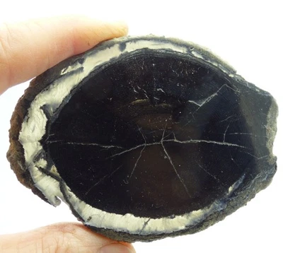 Miocene Agatized Ancient Petrified Fossil  Wood Slice Indonesia 8 cm + Stand - Image 1 of 4