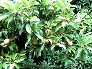NISPERO SAPODILLA, NASEBERRY. CHICO, Manilkara zapota Seeds LOT OF 10  FREE SHIP - Picture 1 of 3