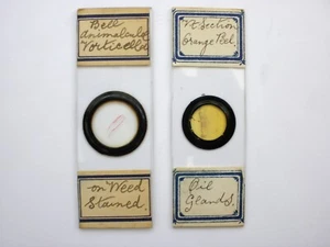 2 Antique Microscope Slides. Vorticella on Weed, Orange Peel by R.Suter. - Picture 1 of 5