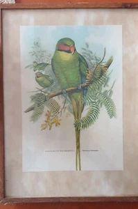 Meisterdruck von John Gould - Bild 1 von 4