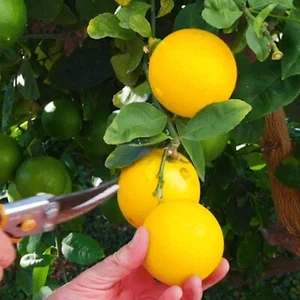 MEYER Lemon, Setting Fruit now! Grafted Tree, (We do not ship to CA) - Picture 1 of 9