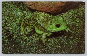 Postcards View Bullfrog Small Boy Rural America Creek Pond Webbed Toes Swim M3 - Picture 1 of 2