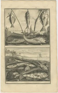 No. 99 Fish Species - Valentijn (1726) - Picture 1 of 1