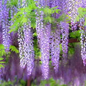 30pc Purple Wisteria Se-ed Vine Climbing Flower Perennial Se-ed Hanging Wisteria - Picture 1 of 25