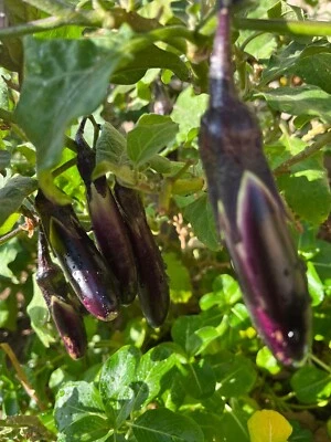 Semillas largas de berenjena púrpura orgánicas filipinas Talong 100 piezas / variedad Morena Foto 1 de 2