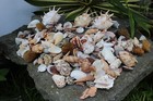 Huge Lot of Seashells 5+ LBS Sea Shells Best Price! Free Ship! 