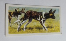 African Wild Life Brooke Bond  Tea Card  - # 24 - free postage  - lot 720