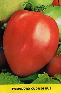 500 SEMI DI POMODORO CUOR DI BUE CLASSICO - CUORE DI BUE -SEMENTI ORTAGGI - Foto 1 di 1