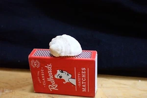 Vintage Baby Conch Sea Shell - Picture 1 of 8