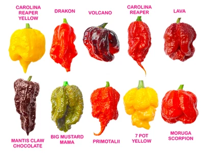 Worlds HOTTEST Chilli - 40 Seeds - 10 Varieties inc Carolina Reaper + FREE Seeds - Image 1 of 2