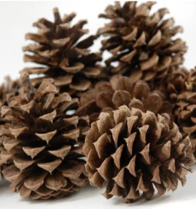 Natural Fir Pine Austriaca Cones Florist Xmas Wreaths Garlands Wedding Christmas - Picture 1 of 1