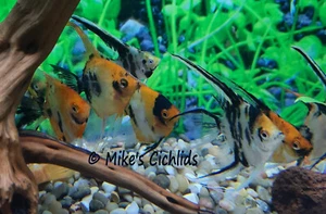 Angelfish Orange KOI Veil nickel size unsexed - Picture 1 of 1