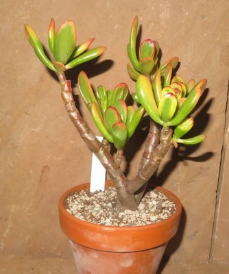 Crassula argentea cv Hobbit variegata EB-CR586-T11 Geldbaum Bonsai Ovata - Bild 1 von 3