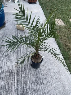 Palma Phoenix Canariensis 4 años  Foto 1 de 4