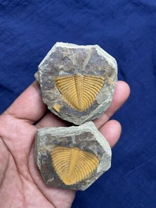 A pair natural Silurian period Coronocephalus Trilobite tail specimen stone - Picture 1 of 23