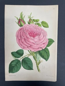 Botanicals, Roses, Antique Prints, James Andrews, Floral Magazine, 1866, #258 - Picture 1 of 1