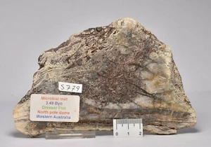 MICROBIAL MAT, Dresser Fmt, Stromatolite, North Pole Dome 200g, S779 - Bild 1 von 3