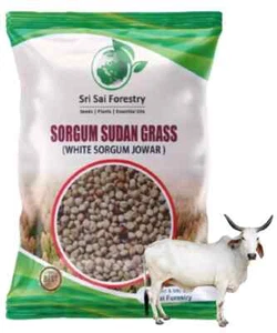 Sorgum Sudan Grass/ Red Sudan Grass Animal Fodder Multi Cut Grass 100 gram seeb - Picture 1 of 3