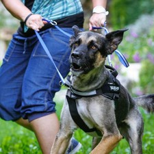 julius k9 sale