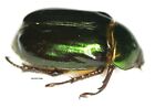 Insect Butterfly Beetle Rutilidae Chrysina chalcothea-Rare!-Cosa Rica!