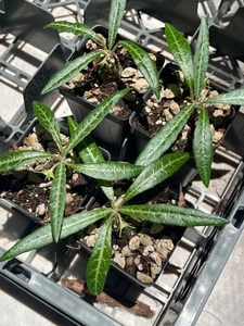 Dorstenia lancifolia Great for Bonsai Succulent Cactus Very Rare Tropical Plant - Picture 1 of 2