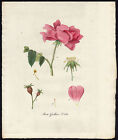 Antique Print-ROSA GALLICA-GALLIC ROSE-Sepp-Flora Batava-1800
