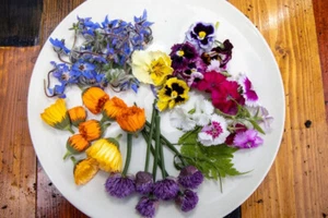 EDIBLE FLOWER SEEDS MIX-15 VARIETIES-GARNISHES-SALADS-GARDEN HERBAL TEA PLANTS - Picture 1 of 24