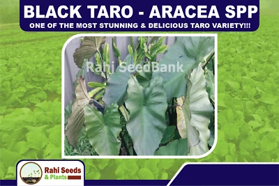 Black Taro - Aracea Spp - One of the Most Stunning & Delicious Taro Variety!!! - Image 1 of 4
