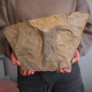 LARGE 4.5kg Coniferous plant Podozamites distans Jurassic Germany - Picture 1 of 17