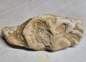 Große schöne blumig aussehende Koralle Fossil Devon Ära aus Alpena Michigan - Bild 1 von 11