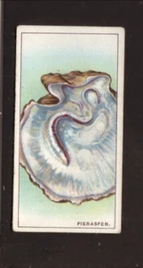 Tarjeta de cigarrillo Will's Fierasfer--Wonders of the Sea--1928 - Imagen 1 de 2