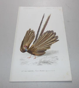 1849 D’ORBIGNY COLOR Vogeldruck GROSSER PARADIESVOGEL - Bild 1 von 1