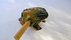 grenouille croiassante en bois