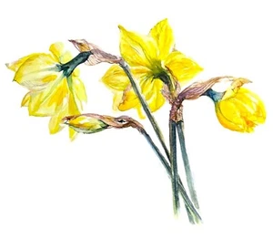 Daffodil painting original watercolour flowers - Picture 1 of 4
