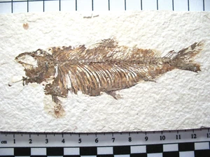 Eocene Green River Shale fish fossil on matrix - Knightia alta nice details (O) - Picture 1 of 9