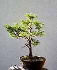 gezeichnete Fichte Rotfichte Picea abies Outdoor Bonsai Yamadori Angebot kaufen
