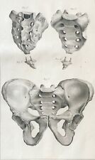 Coccyx 1759 After Tarshish Osteology Anatomy Medicine Medical