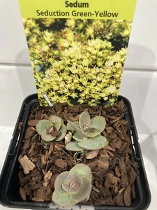Sedum / Hylotelephium 'Seduction Green Yellow' Hardy Perennial Plant in 9cm Pot - Picture 1 of 2