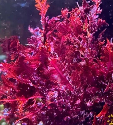 Live Red Fern Macroalgae 3” Frag Reef Tank Refugium - Image 1 of 3