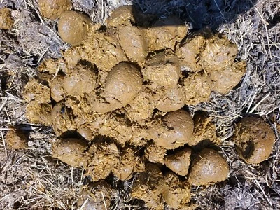 Estiércol de caballo para fertilizante orgánico de jardín en caja prioritaria grande USPS estim. 20 lb Foto 1 de 3